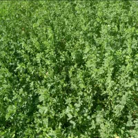 یونجه تازه
