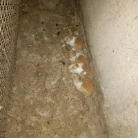 خرگوش|موش و خرگوش|زابل, |دیوار