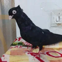کبوتر زاغ