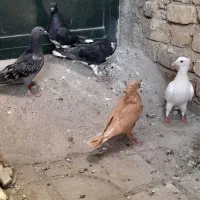 کبوترجوجه