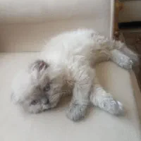 واگذاری گربه اسکاتیش لانگ هیر