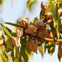 نهال بادام دیرگلِ پربار