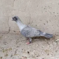موشی نقره ای سوری و زاغ موشی