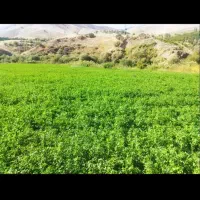 یونجه
