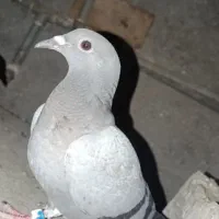 جوجه کبوتر