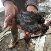 جوجه گردن لخت ۴۵ روزه