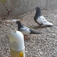 فروش کفتر