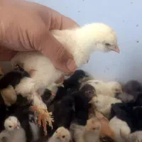 تخم مرغ رسمی نژاد دار