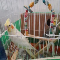 فروش عروس هلندی بادوبچه ی یک ماهه