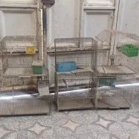 قفس مرغ عشق