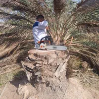 لقاح وارایش نخل