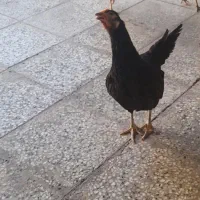 مرغ و کبوتر