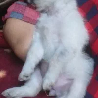طوله سگ جیبی