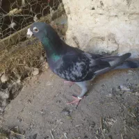 مگس