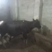گاو
