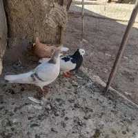 کفتر