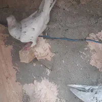 کبوتر