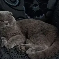 گربه اسکاتیش نر