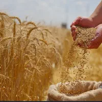 فروش گندم