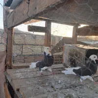 نروماده شازده مشکی