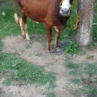 گاو چالوسی ۷ ماه حامله