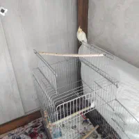 لوتینو|پرنده|پرند, فاز ۴|دیوار