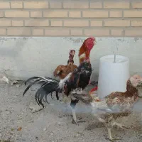 جوجه لاری