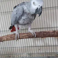 کاسکو ماده ۵ ساله