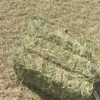 فروش یونجه