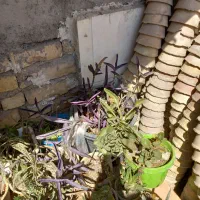 حراج گلدان خالی با قیمت مناسب
