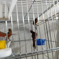 قناری|پرنده|شیراز, تندگویان|دیوار