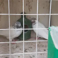 ۷جفت کبوتر پرشی