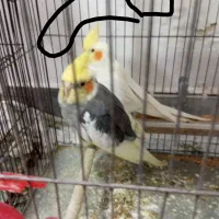 جفت وتکی