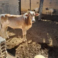 گوساله نر شوش
