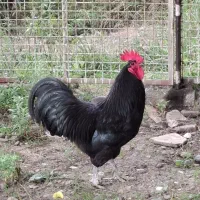 خروس استرالوپ