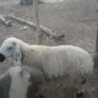 فروش سه میش و یک گوسفند