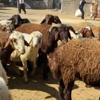 از الو‌ دام گوسفند زنده نر بخرید تخفیف بگیرید