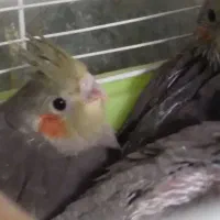 جوجه عروس هلندی یک ماهه