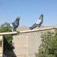 یک جفت سبز عتیقه