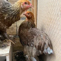 برهما بلوپاتریج