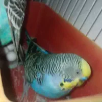 عروس هلندی ،مرغ عشق مولد،فنچ نر