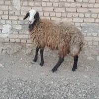 بره نر دره یک