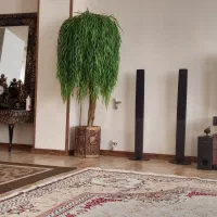 درخت بید مجنون