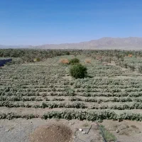 زمین-کشاورزی-اجاره-یا-فروش-در-رودان