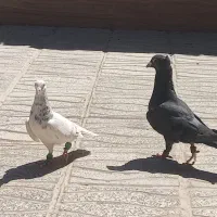 گفتر