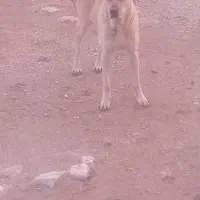 سگ سرابی|سگ|شادیان, |دیوار