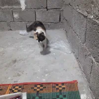 گربه گمشده