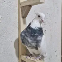 طوق آبی سرور