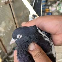 ماده بهبهونی