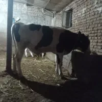 گوساله نر
